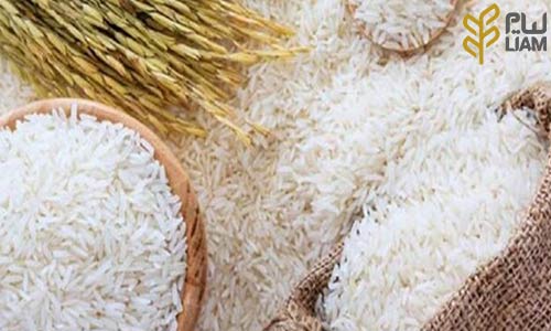 معرفی برنج پر محصول