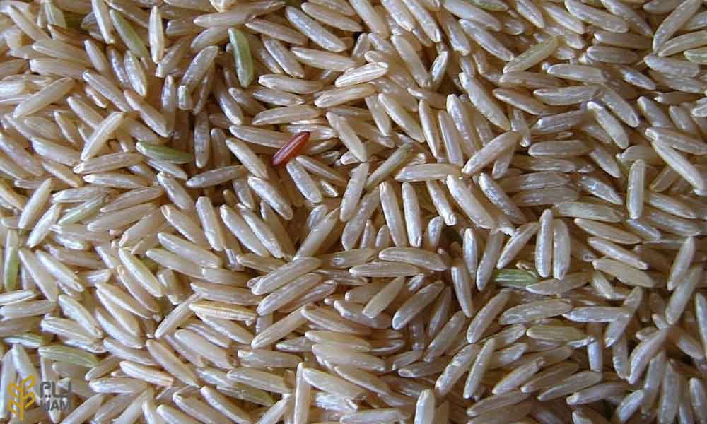 تفاوت برنج باسماتی و برنج ایرانی